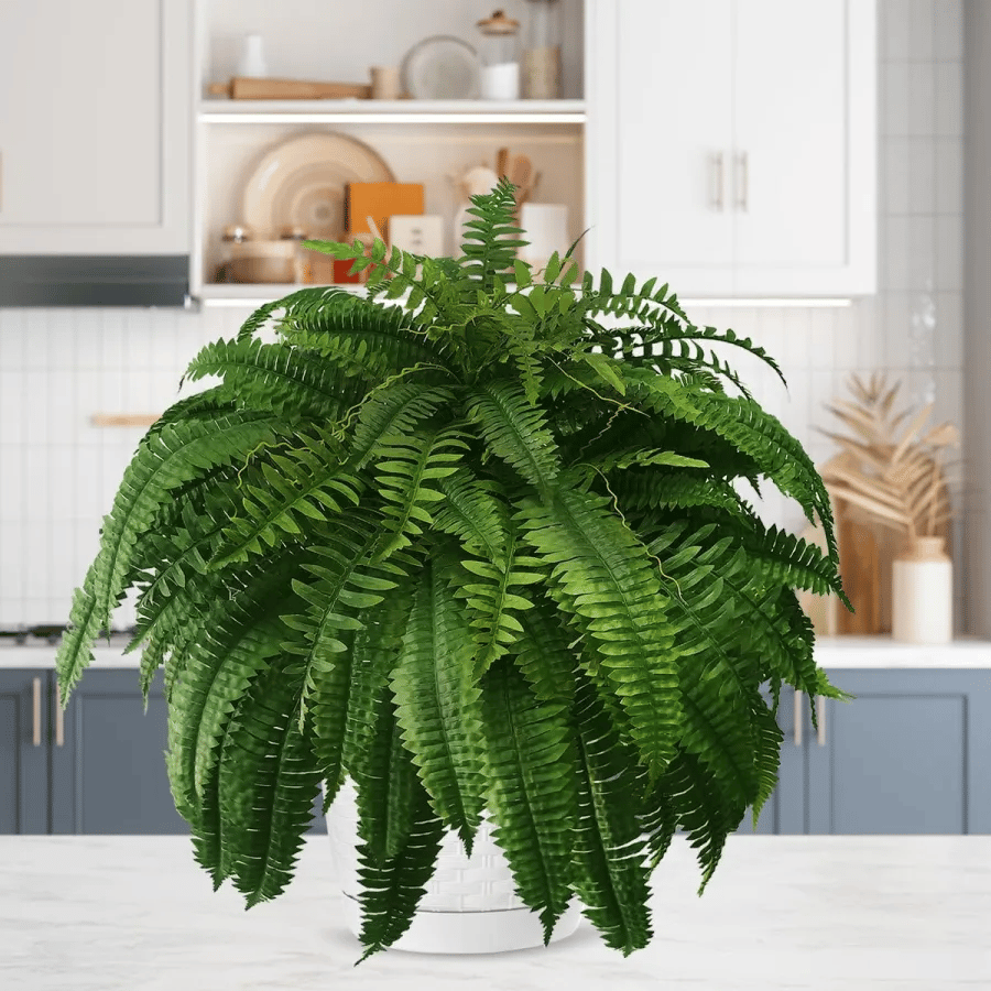 🔥🔥Last Day 75% OFF--UV Resistant Lifelike Artificial Boston Fern