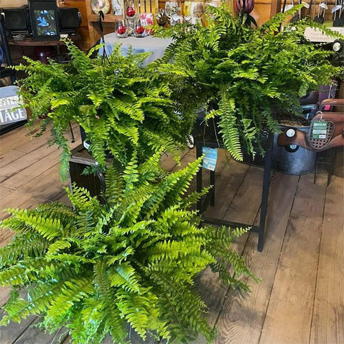 🔥🔥Last Day 75% OFF--UV Resistant Lifelike Artificial Boston Fern